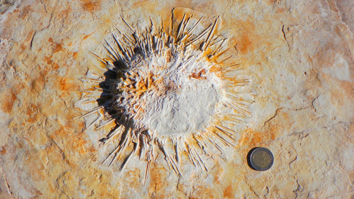 Hike_Land_Praia_Jurassica_15