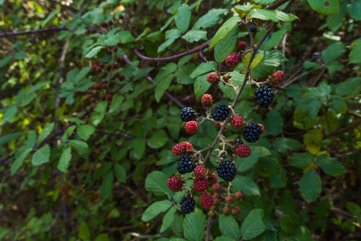 Hike_Land_Bosques_Alcobaca_15