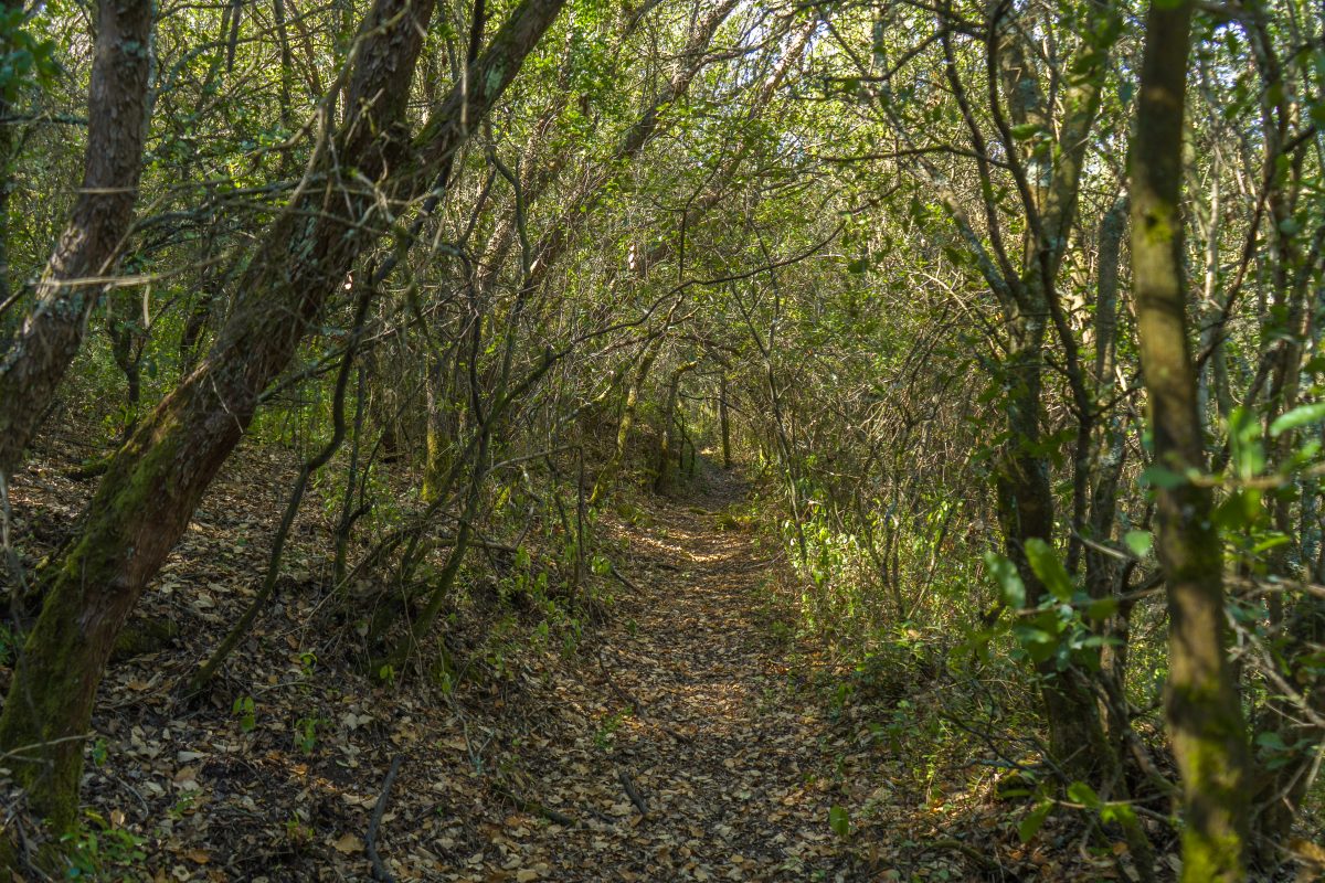 Hike_Land_Bosques_Alcobaca_1