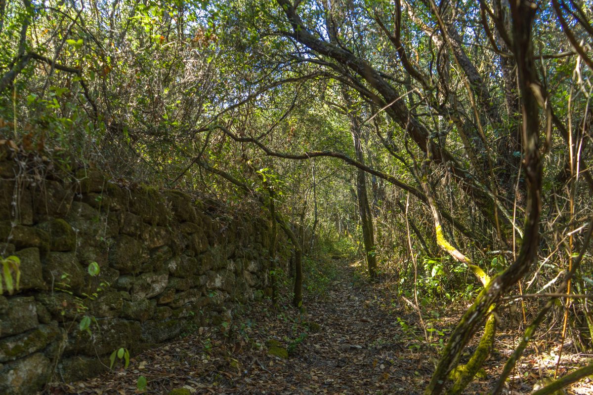 Hike_Land_Bosques_Alcobaca_18