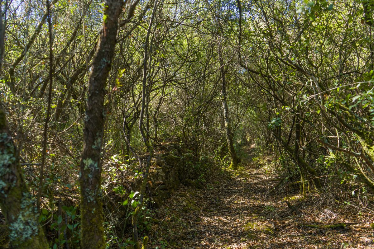 Hike_Land_Bosques_Alcobaca_16