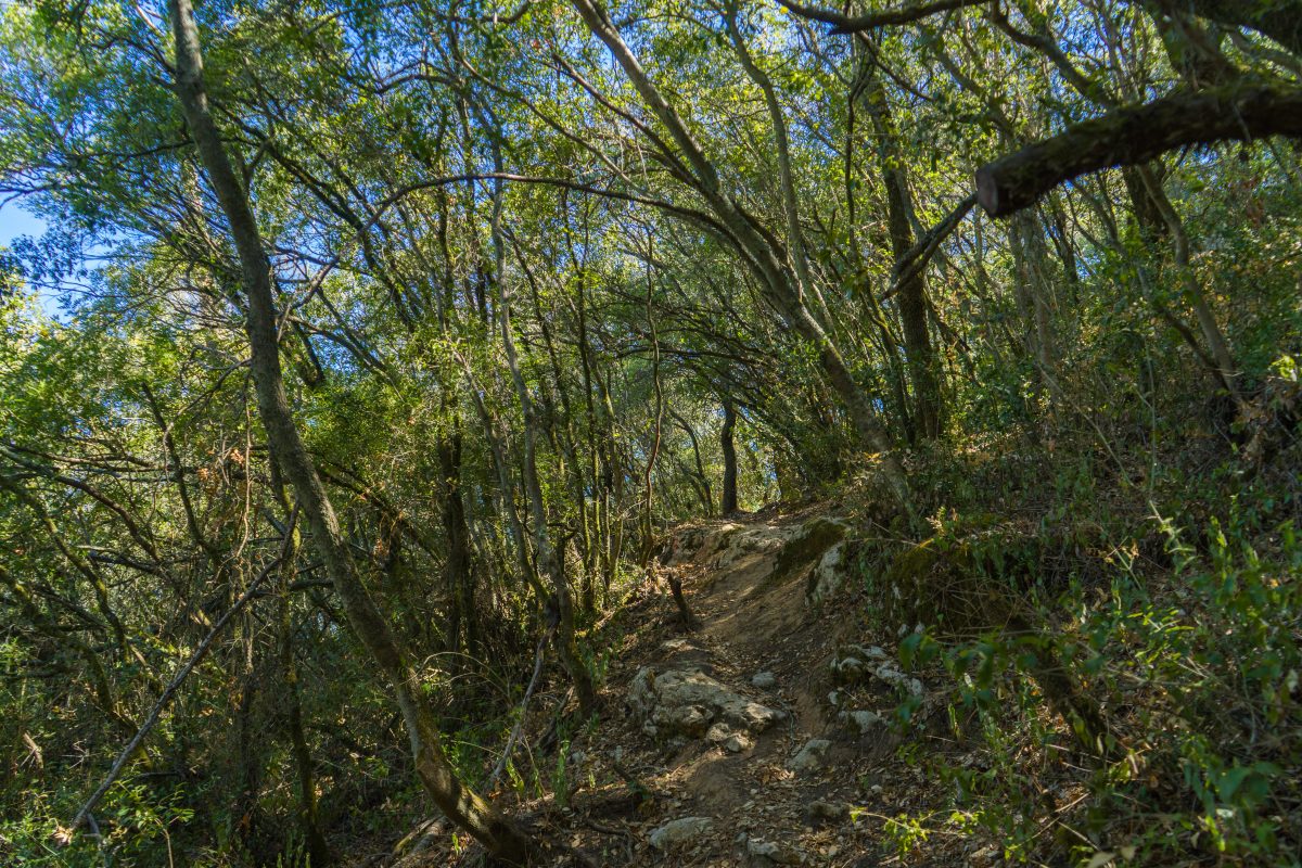 Hike_Land_Bosques_Alcobaca_14