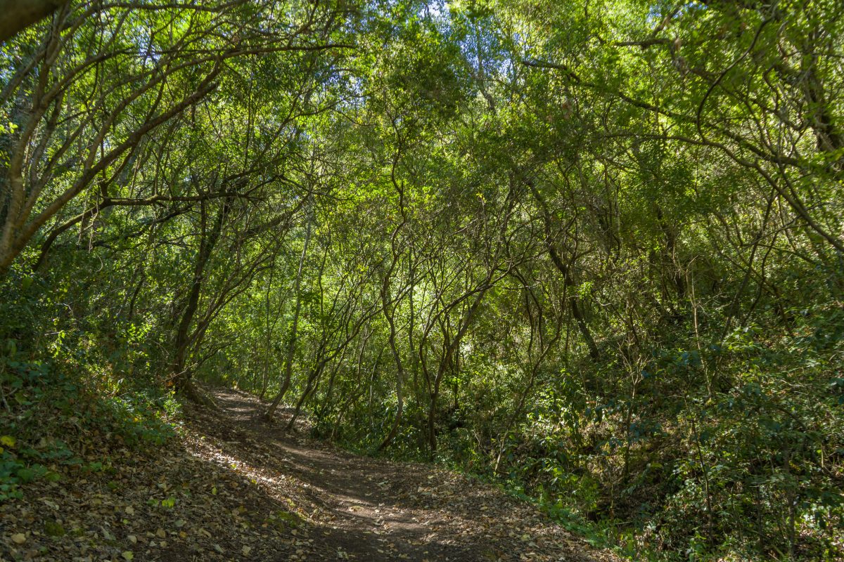 Hike_Land_Bosques_Alcobaca_7