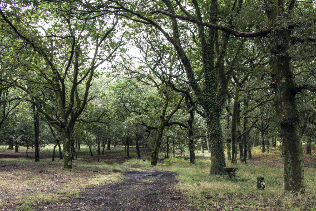 Hike_Land_Bosques_Caramulo_Orca_Literária_4