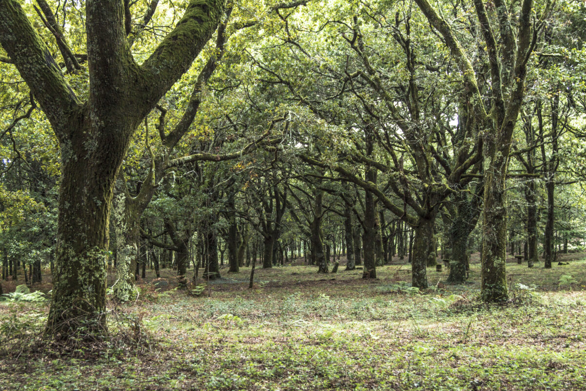 Hike_Land_Bosques_Caramulo_Orca_Literária_1