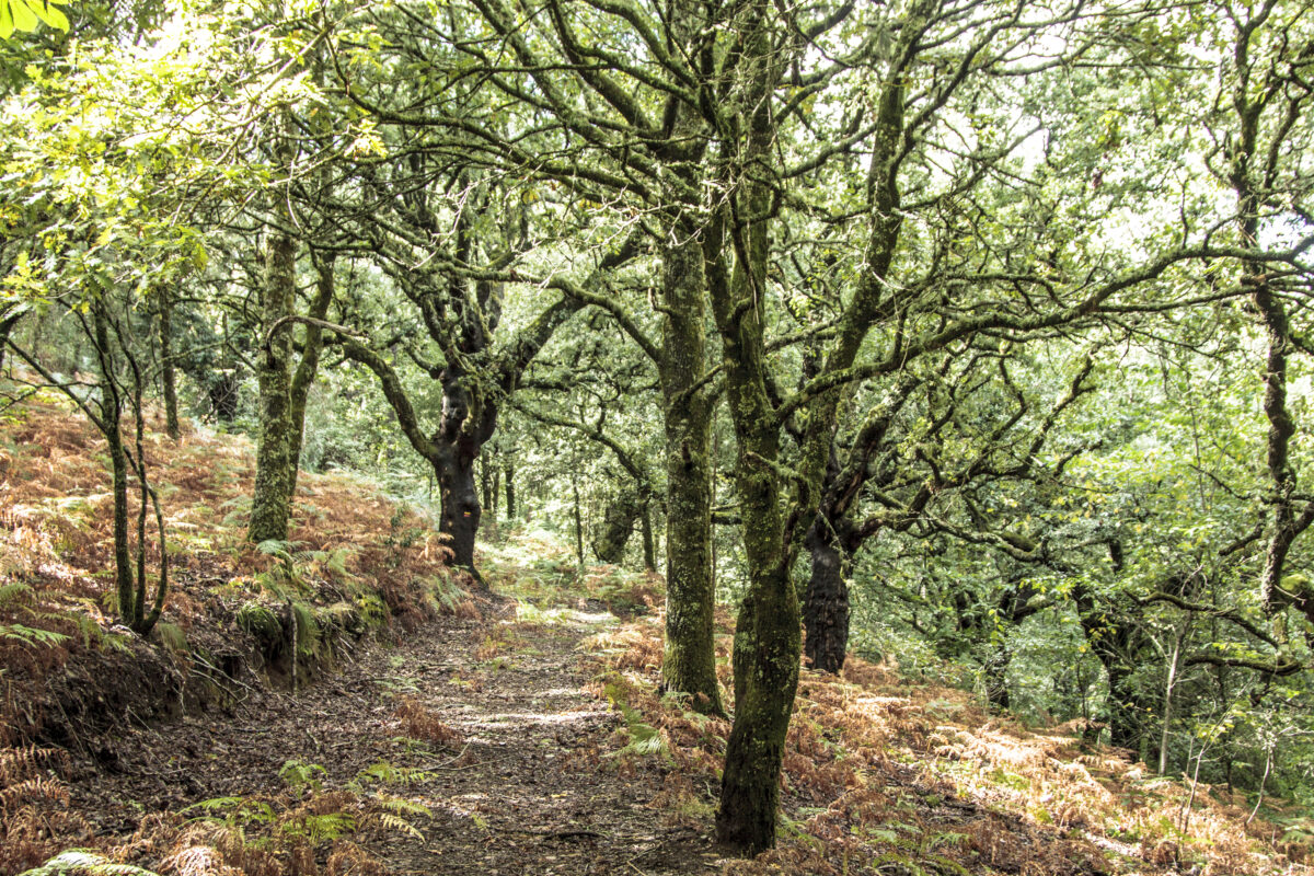 Hike_Land_Bosques_Caramulo_Orca_Literária_9