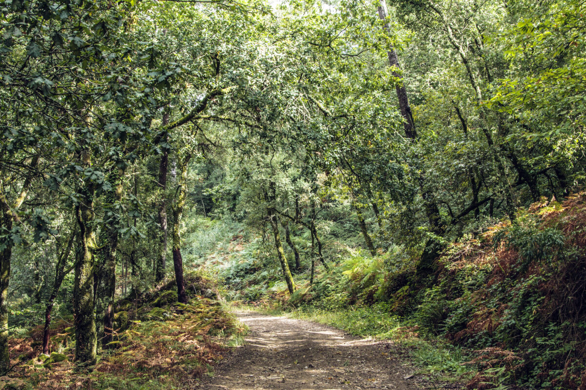 Hike_Land_Bosques_Caramulo_Orca_Literária_7