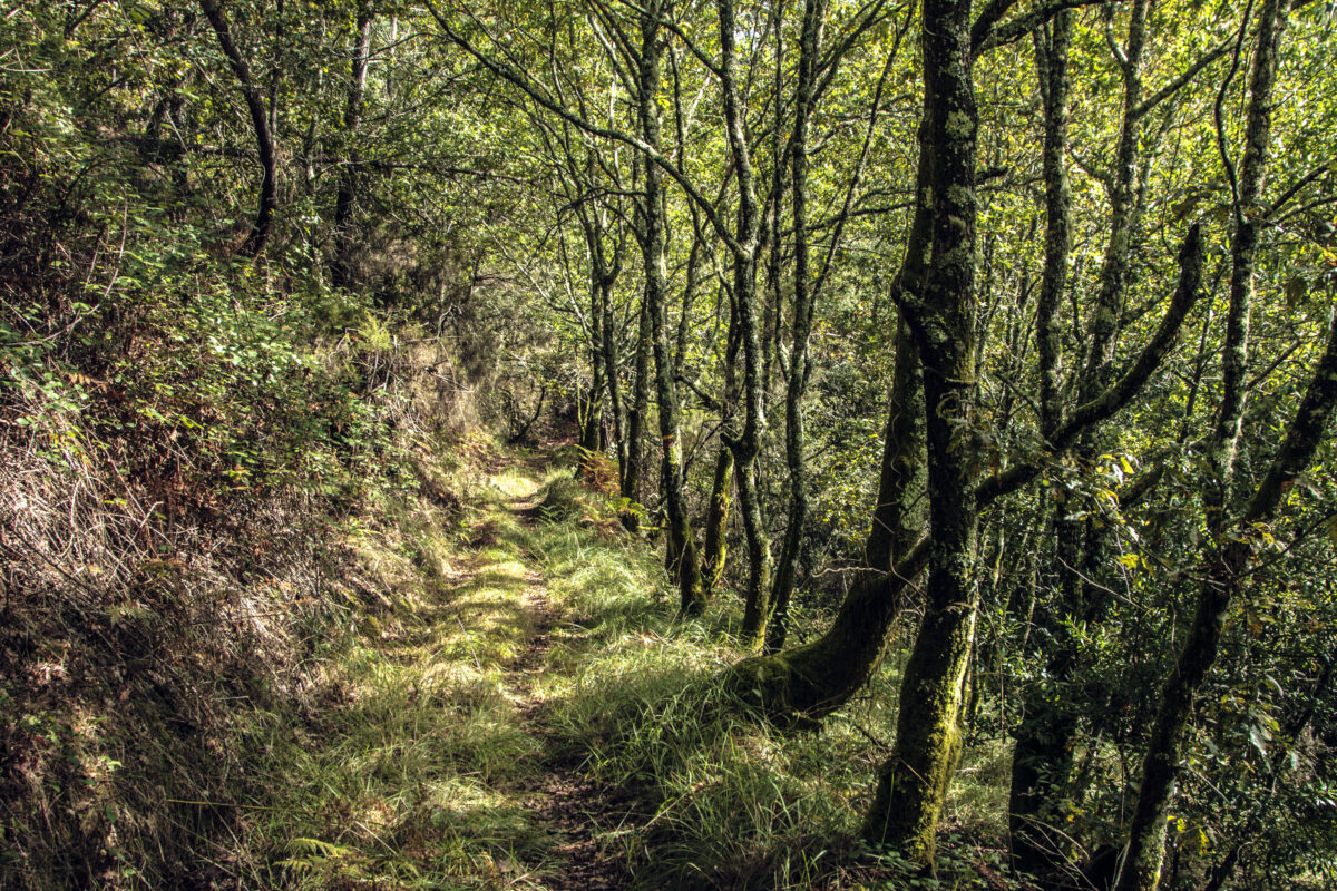 Hike_Land_Bosques_Caramulo_Orca_Literária_6