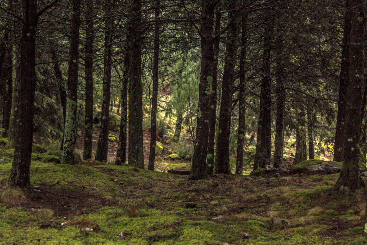 Hike_Land_Levada_Bosques_Outono_13