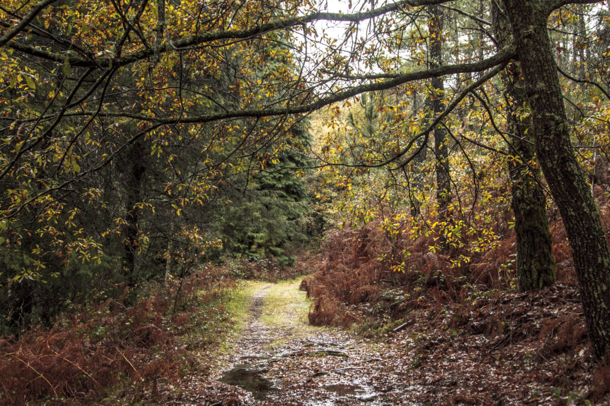 Hike_Land_Levada_Bosques_Outono_19