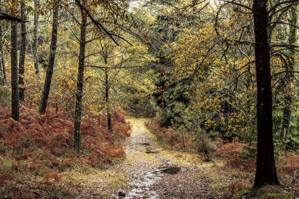 Hike_Land_Levada_Bosques_Outono_2