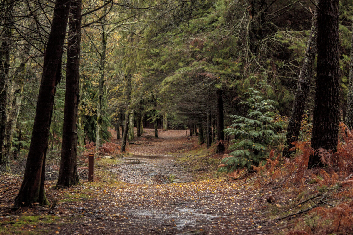Hike_Land_Levada_Bosques_Outono_4