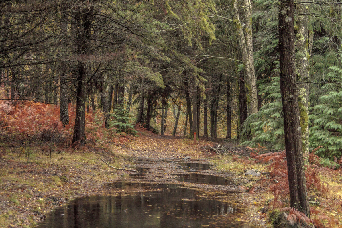 Hike_Land_Levada_Bosques_Outono_20