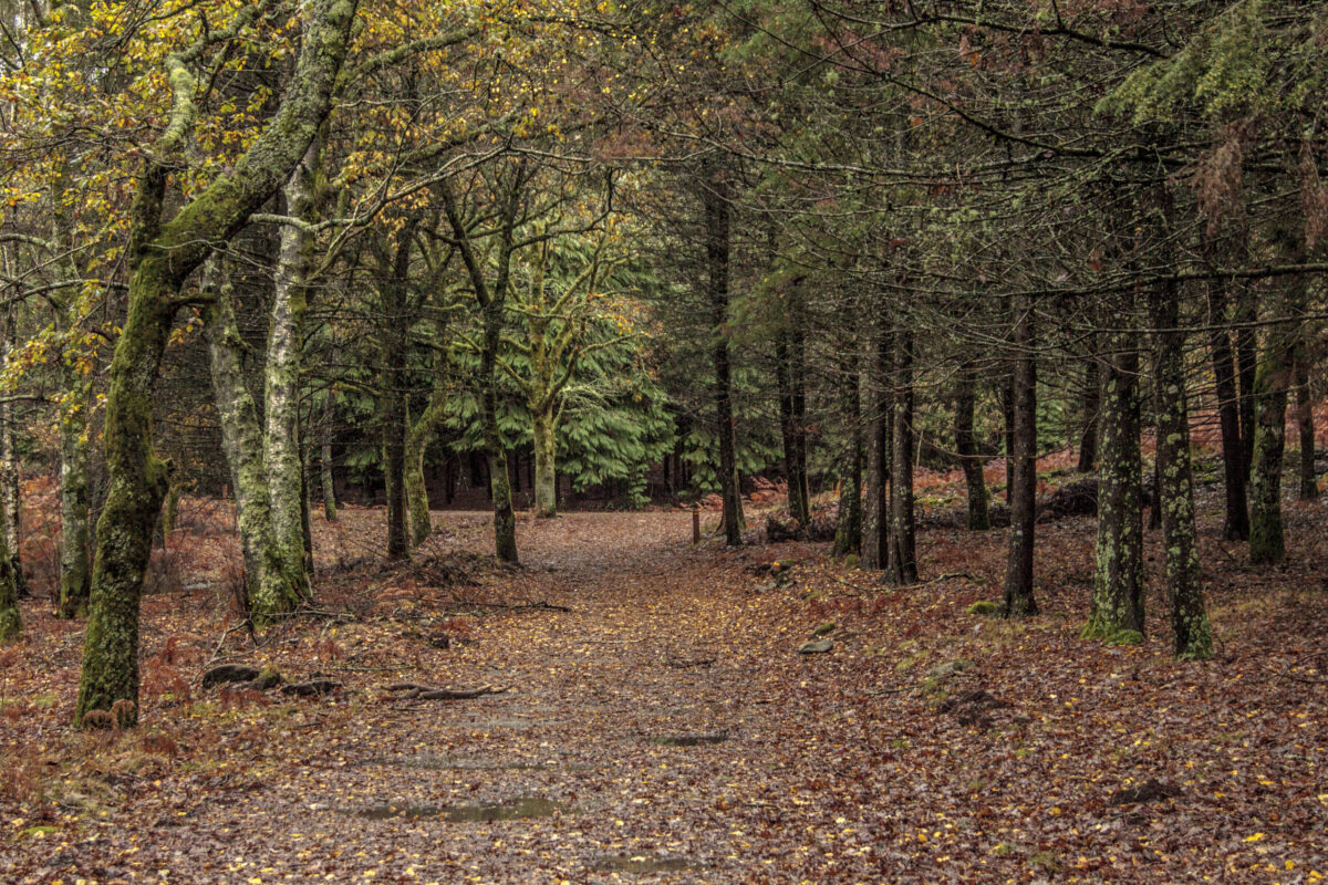 Hike_Land_Levada_Bosques_Outono_7