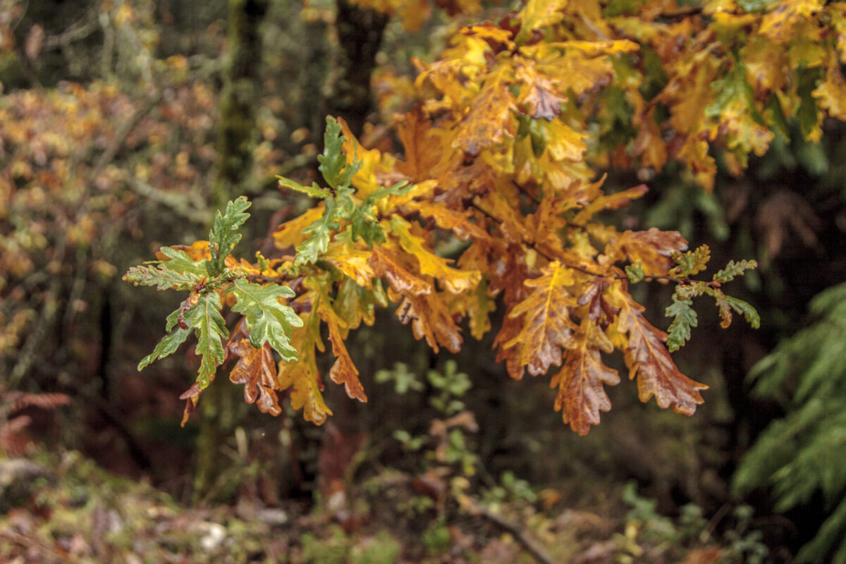 Hike_Land_Levada_Bosques_Outono_3