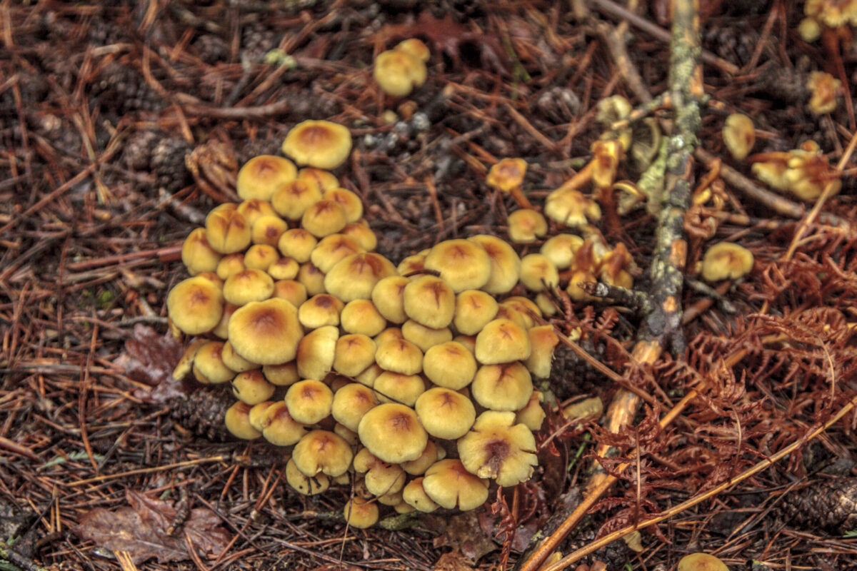 Hike_Land_Levada_Bosques_Outono_24