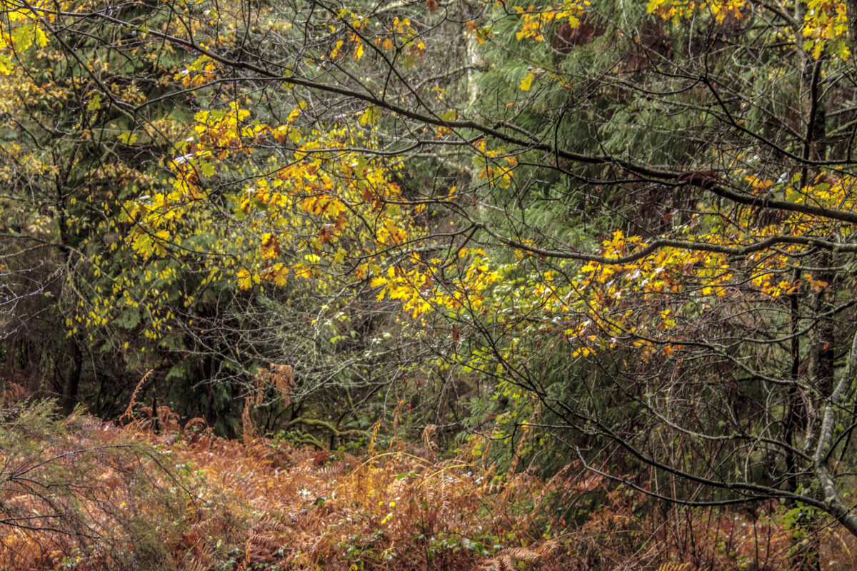 Hike_Land_Levada_Bosques_Outono_26