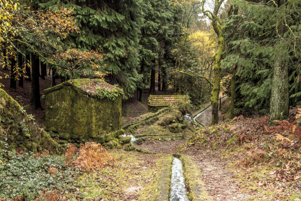 Hike_Land_Levada_Bosques_Outono_1