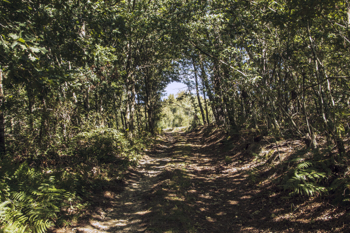 Hike_Land_Bosques_Caramulo_Orca_Literária_10