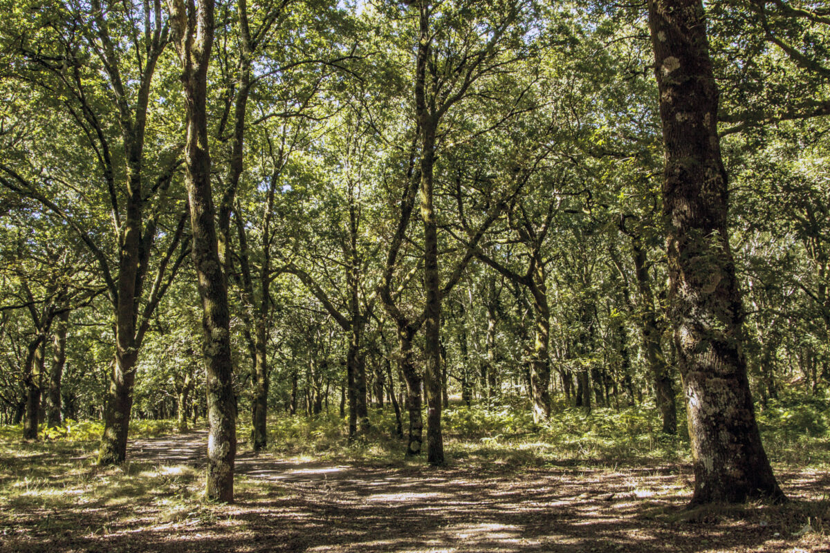 Hike_Land_Bosques_Caramulo_Orca_Literária_11