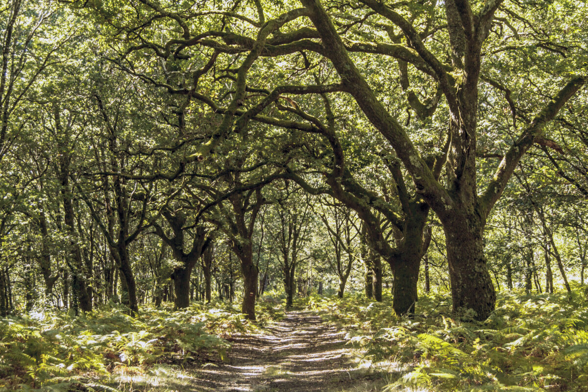 Hike_Land_Bosques_Caramulo_Orca_Literária_14